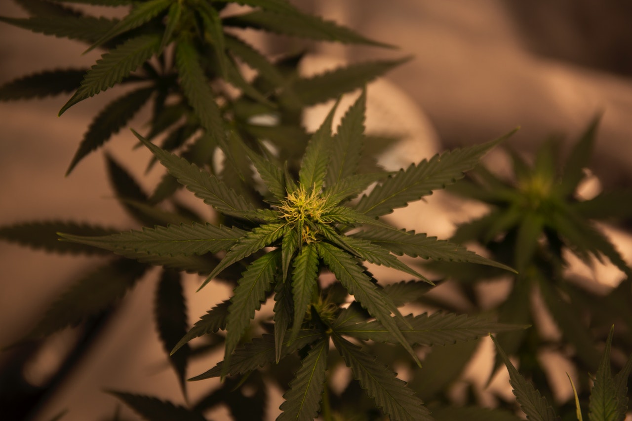 Quels sont les bienfaits du CBD ?